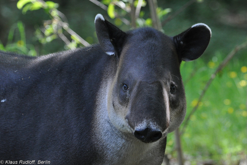 Tapirus-bairdi-Mittelamerika-Tapir-CottbusTP2011Mai!14-283.JPG
