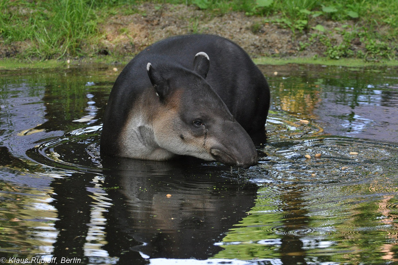 Tapirus-bairdi-Mittelamerika-Tapir-CottbusTP2011Mai!14-402.JPG