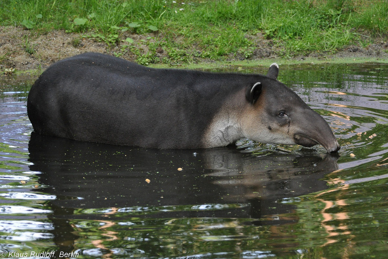 Tapirus-bairdi-Mittelamerika-Tapir-CottbusTP2011Mai!14-408.JPG