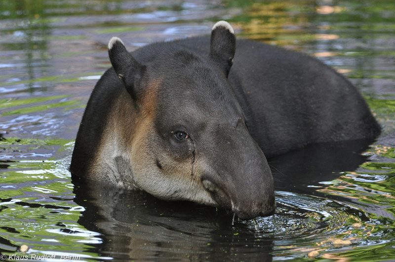 Tapirus-bairdi-Mittelamerika-Tapir-CottbusTP2011Mai!14-418.JPG