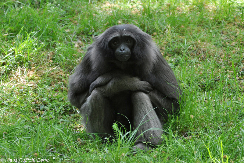Hylobates-muelleri-Borneo-Gibbon-Grau-Gibbon-CottbusTP2011Mai!14-044.JPG