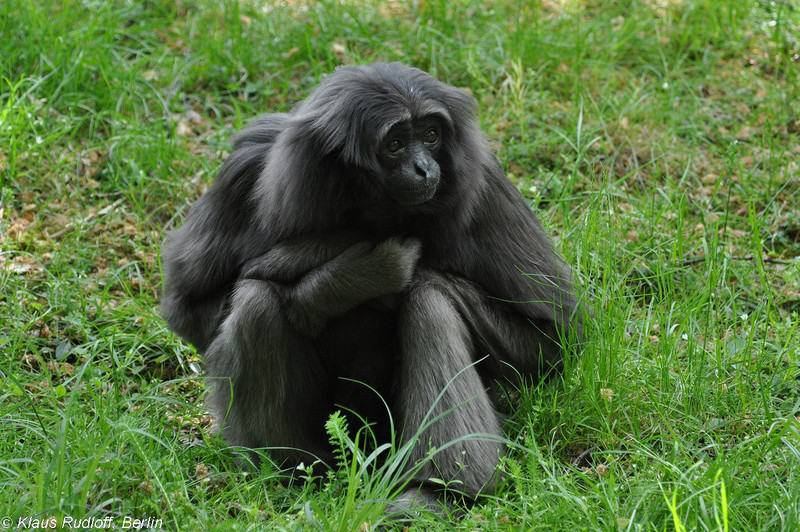 Hylobates-muelleri-Borneo-Gibbon-Grau-Gibbon-CottbusTP2011Mai!14-050.JPG