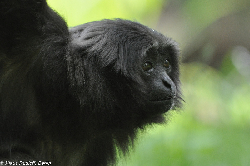 Hylobates-muelleri-Borneo-Gibbon-Grau-Gibbon-CottbusTP2011Mai!14-055.JPG