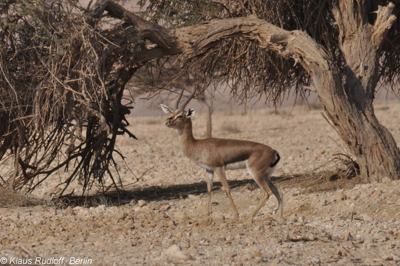 Gazella-gazella-acaciae-Arava-Gazelle-YotvataAGNR2011Apr06-194.JPG