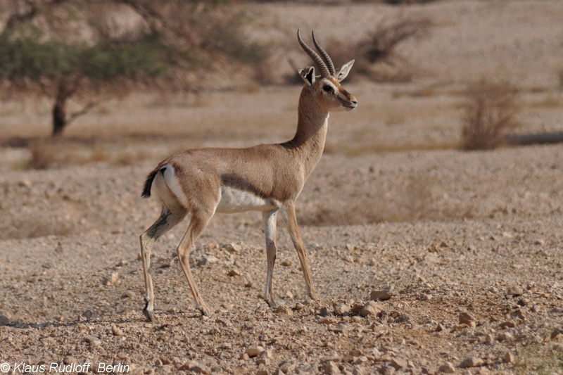 Gazella-gazella-acaciae-Arava-Gazelle-YotvataAGNR2011Apr06-267.JPG