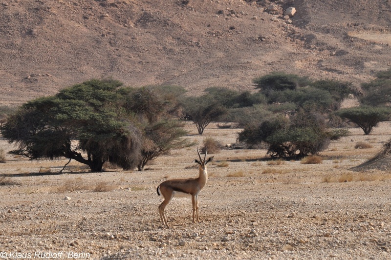 Gazella-gazella-acaciae-Arava-Gazelle-YotvataAGNR2011Apr06-272.JPG