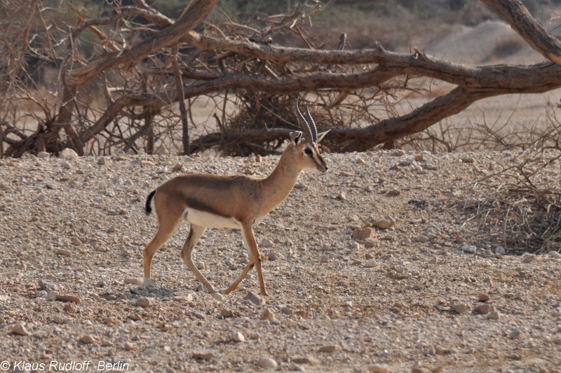 Gazella-gazella-acaciae-Arava-Gazelle-YotvataAGNR2011Apr06-277.JPG
