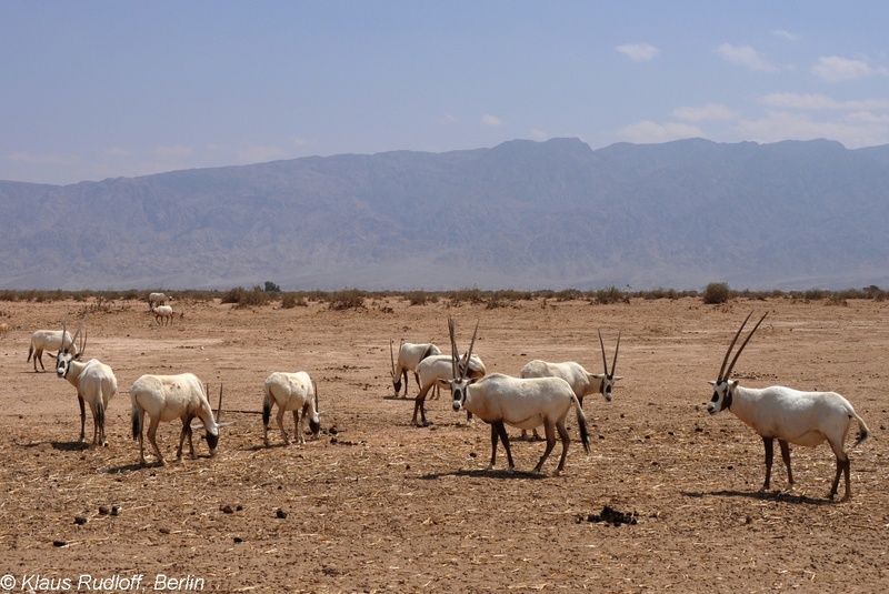 Oryx-leucoryx-Arabische-Oryx-YotvataHB2011Apr06-014.JPG