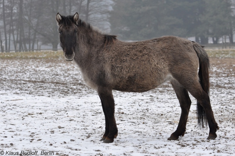 Equus-caballus-Tarpan-Konik-GrossschoenebeckWP2011Jan30-240.JPG