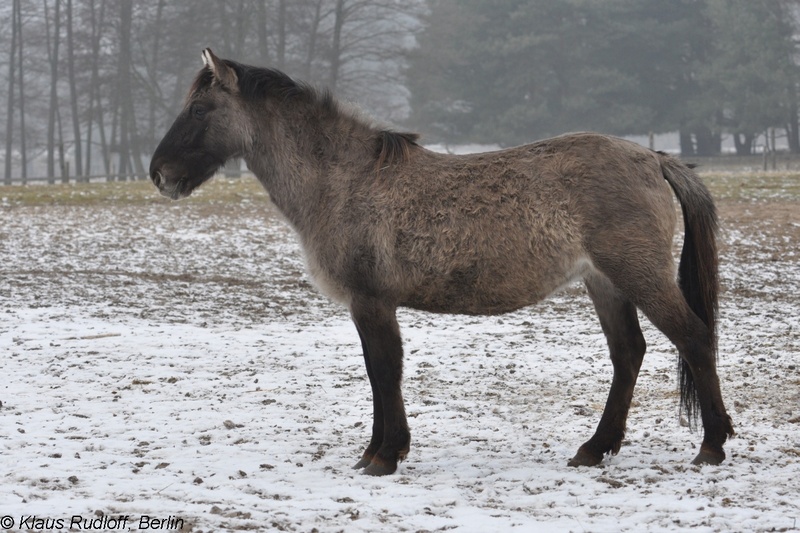 Equus-caballus-Tarpan-Konik-GrossschoenebeckWP2011Jan30-242.JPG