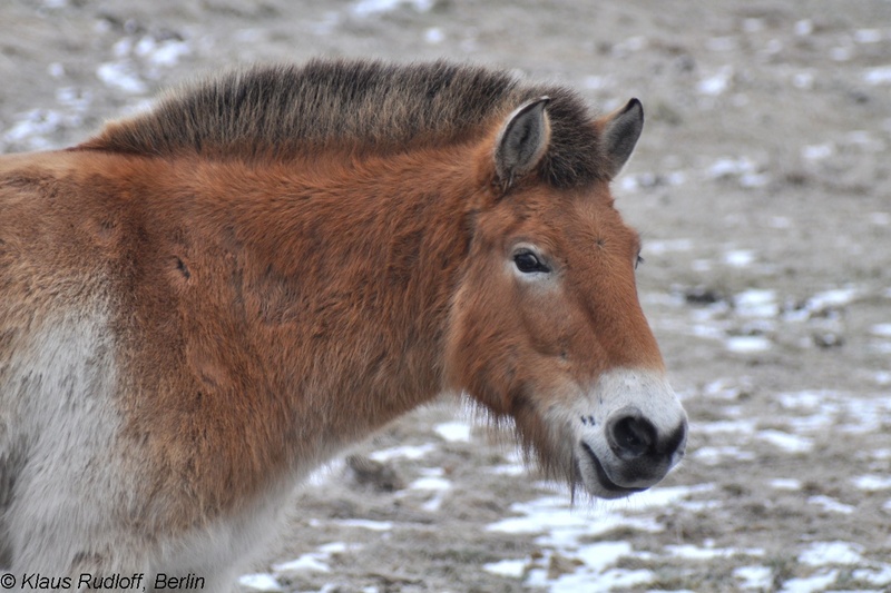 Equus-przewalskii-Przewalski-Pferd-GrossschoenebeckWP2011Jan30-043.JPG