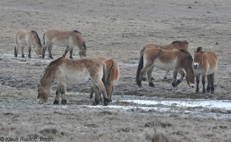 Equus-przewalskii-Przewalski-Pferd-GrossschoenebeckWP2011Jan30-090.JPG