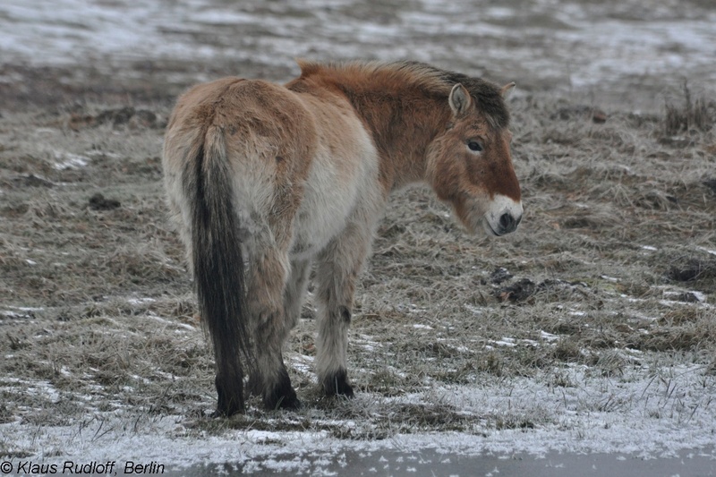 Equus-przewalskii-Przewalski-Pferd-GrossschoenebeckWP2011Jan30-187.JPG