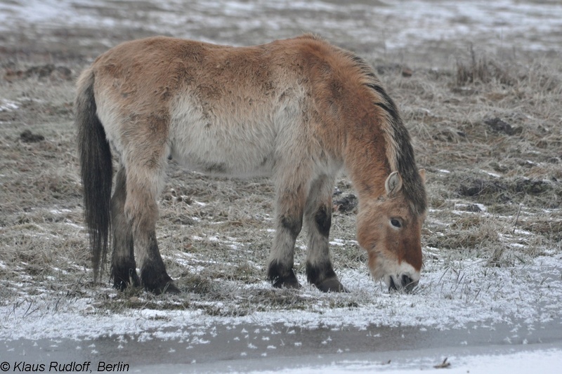 Equus-przewalskii-Przewalski-Pferd-GrossschoenebeckWP2011Jan30-189.JPG