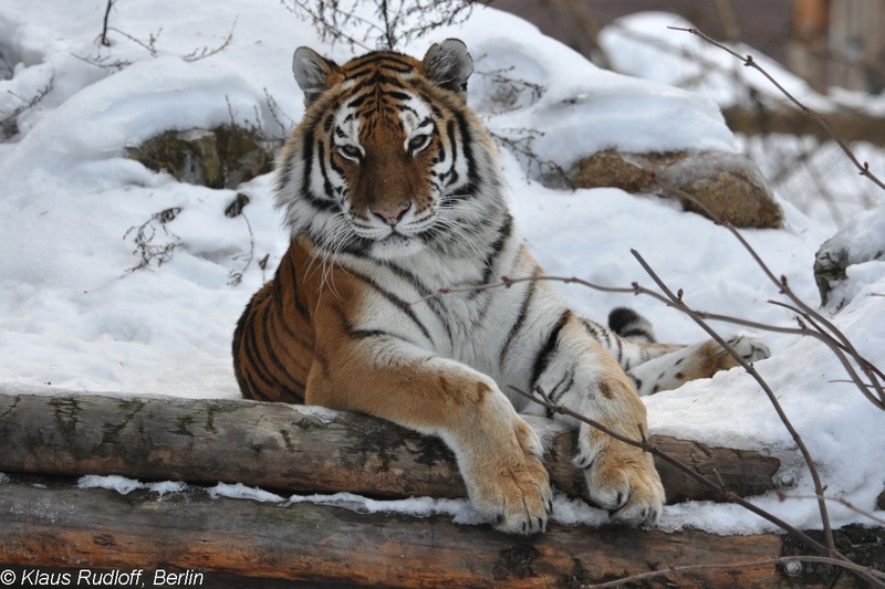 Panthera-tigris-altaica-Amur-Tiger-EberswaldeZoo2011Jan02-152.JPG