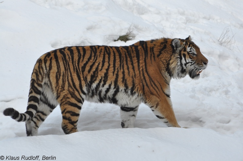 Panthera-tigris-altaica-Amur-Tiger-EberswaldeZoo2011Jan02-154.JPG