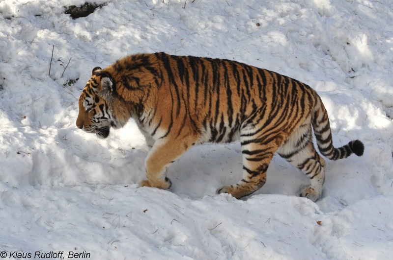 Panthera-tigris-altaica-Amur-Tiger-EberswaldeZoo2011Jan02-161.JPG