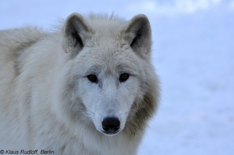 Canis-lupus-ssp-Weisser-Wolf-Nordamerika-EberswaldeZoo2011Jan02-196.JPG