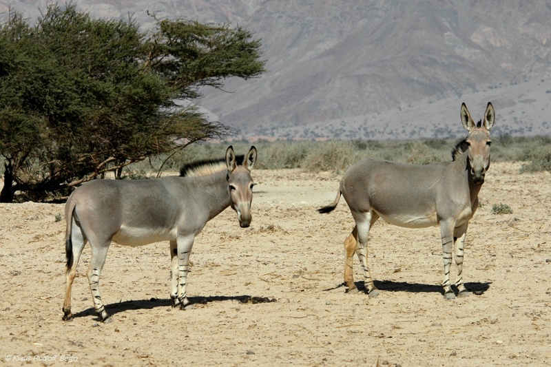 03-Equus-africanus-somalicus-Somali-Wildesel-Hai-Bar-YotvataNP2007Mai01-143.JPG