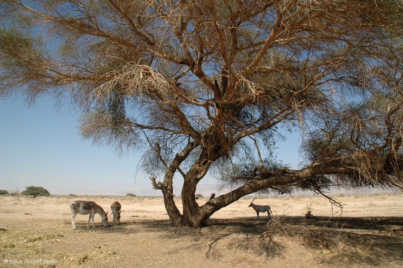 07-Equus-hemionus+Oryx-leucoryx+Acacia-Hai-Bar-YotvataNP2007Mai01-059.JPG