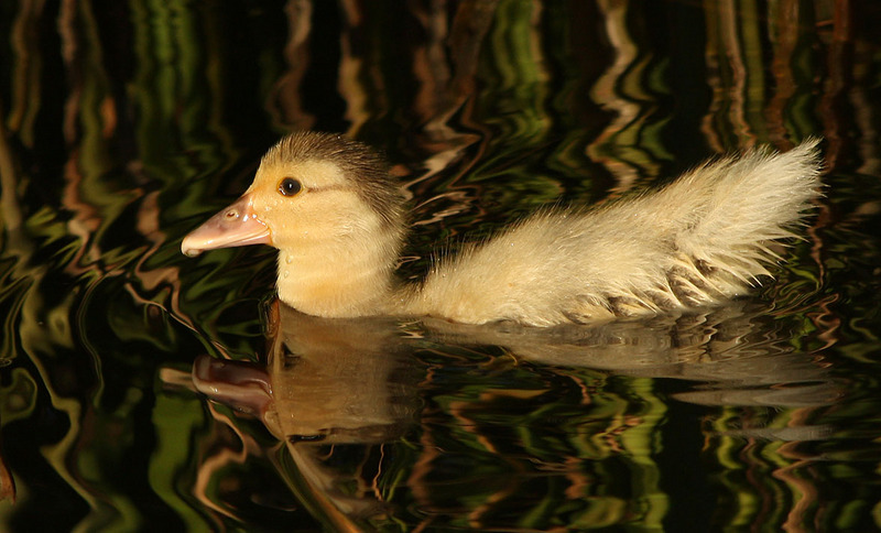 IMG 9402 - duckling.jpg