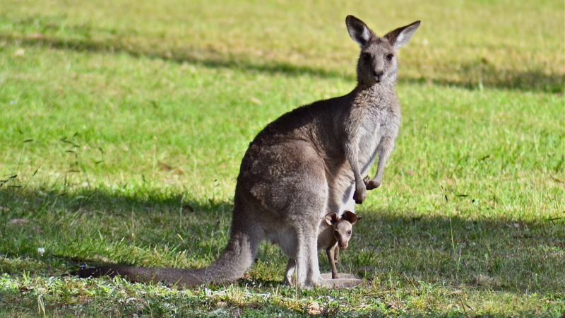 Kangaroo and baby.JPG