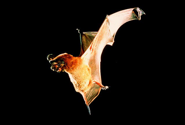 Seychelles Sheath-tailed Bat.jpg