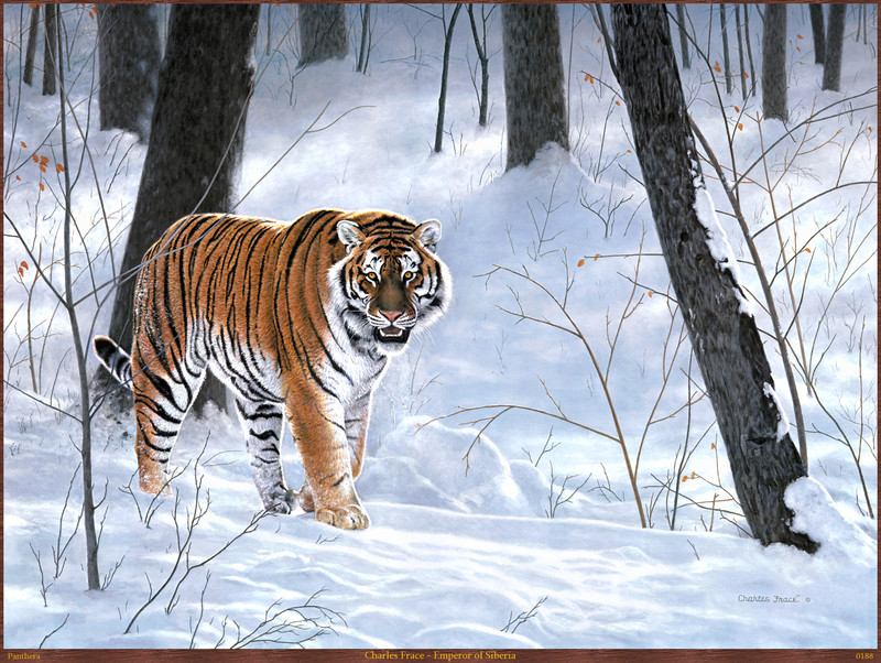 Panthera 0188 Charles Frace Emperor of Siberia.jpg