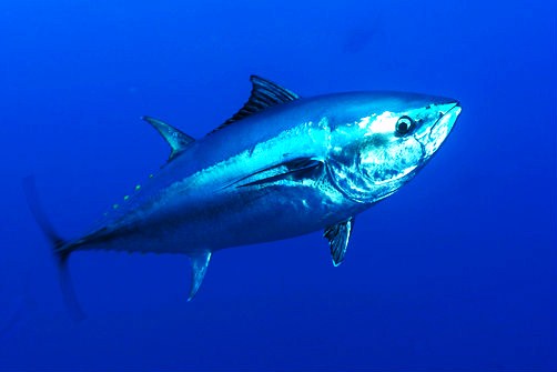 Northern bluefin tuna.jpg