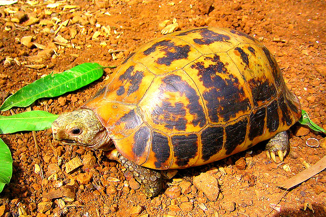 Elongated tortoise.jpg
