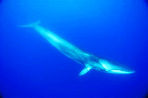 Fin whale.jpg