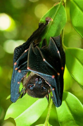 Spotted-winged Fruit Bat.JPG