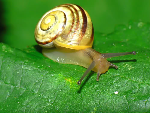 White-lipped banded snail.jpg