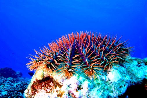 Crown-of-thorns starfish.jpg