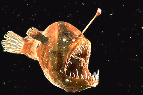 Humpback anglerfish.jpg