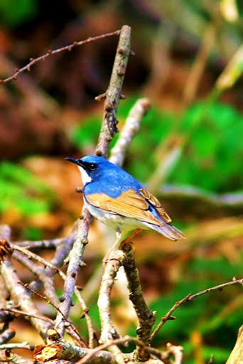 Siberian blue robin.jpg