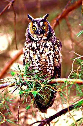 Long-eared owl.jpg
