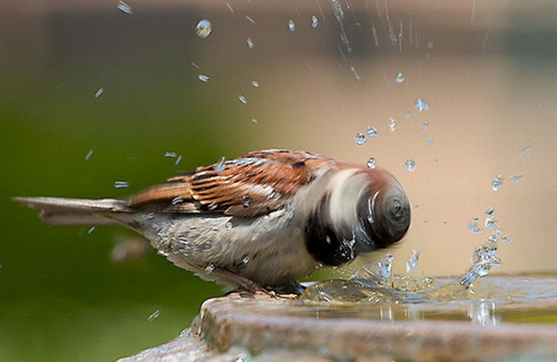 photo taken at the right moment-headbanging-sparrow.jpg