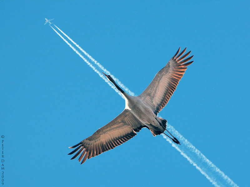 Crane-flying-south-for-the-winter.jpg