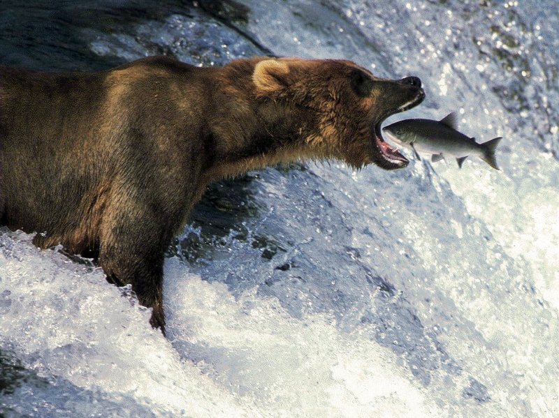 bear-salmon.jpg