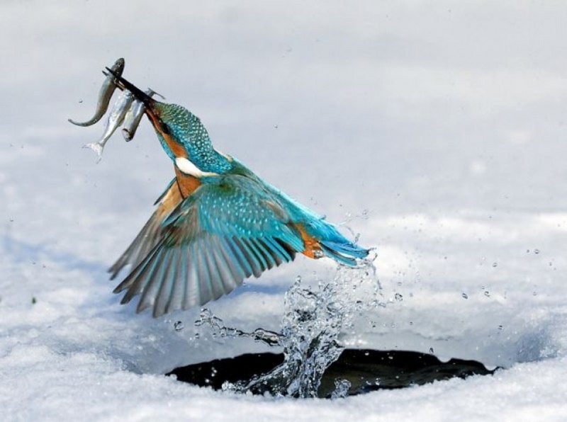 mouthfull kingfisher.jpg