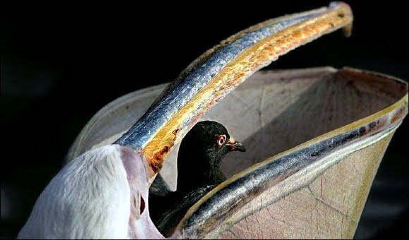 bird in bird\'s mouth - pelican & pigeon.jpg