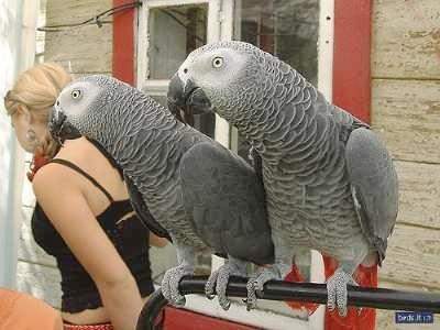 african-grey-parrots-for-sale-4fe1b946c6b45d27d200.jpg