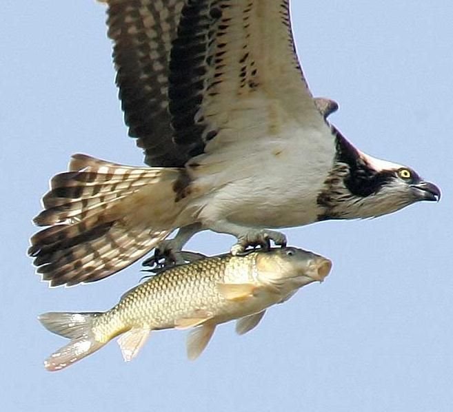osprey and common carp.jpg