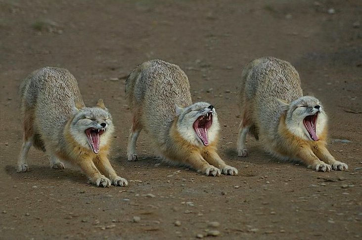foxes-synchronized-yawning.jpg