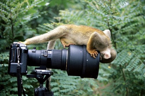 image008- squirrel monkey & camera.jpg