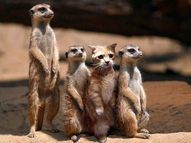 image014 - meerkats and cat.jpg