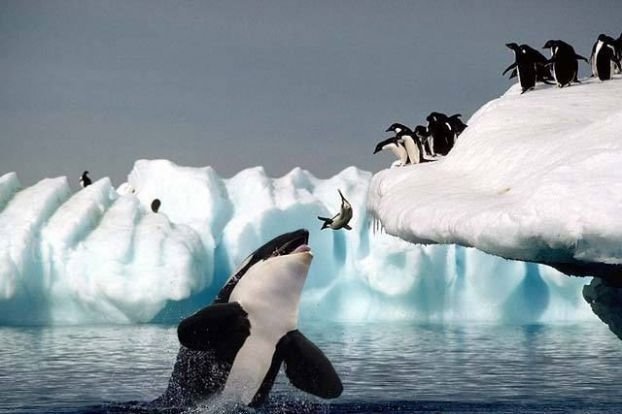 image023 - killer whale and adelie penguins.jpg