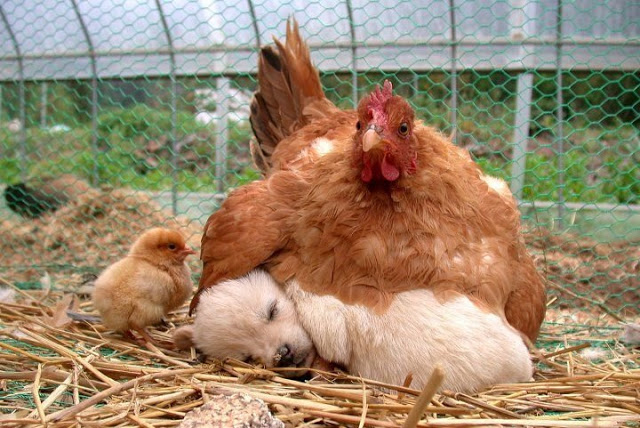 image030 chicken bedding.jpg