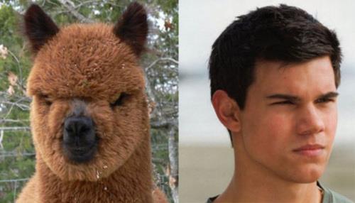 Llama-vs-Taylor-Lautner.jpg